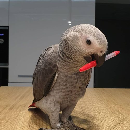 Ziggy Ziggy